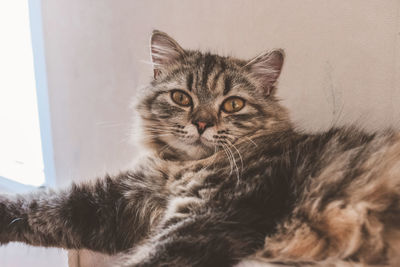 Close-up portrait of tabby cat