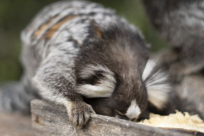 Close-up of a sleeping cat