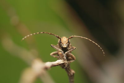 Close-up of wilted plant