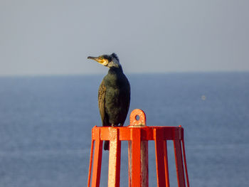 Bird perching on a buoy 