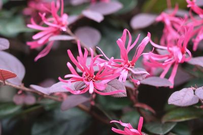 Close-up of pink flowering plant