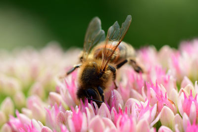 Close up of a bee pollinating a sedum flower 