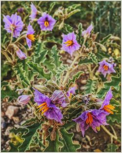 Close-up of purple flowers