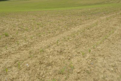 High angle view of corn field