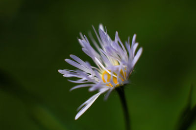 Close-up of purple flower