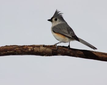 Low angle view of bird perching on branch against clear sky