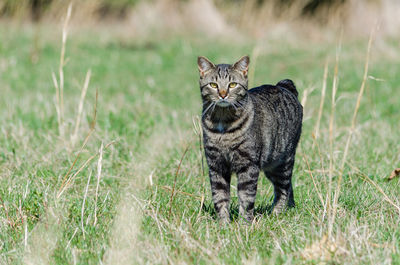 Portrait of cat on field