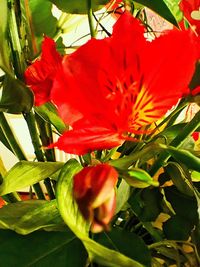 Close-up of red flower