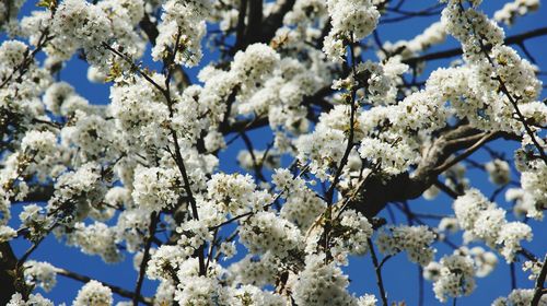 Low angle view of cherry blossom tree