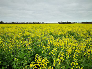 Scenic view of oilseed rape field against sky in western australia.