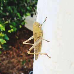 High angle view of insect on wall