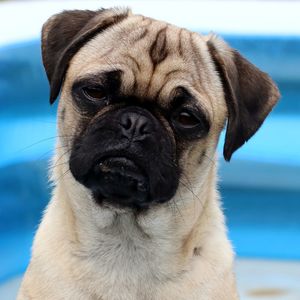 Close-up portrait of a dog