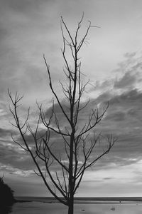 Bare trees against cloudy sky