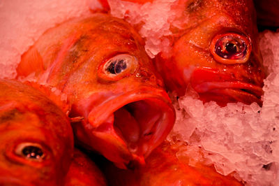 Close-up of fish for sale in market