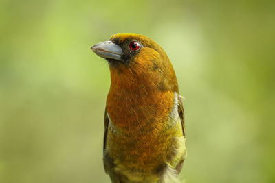 Close-up of a feathers prong-billed barbet