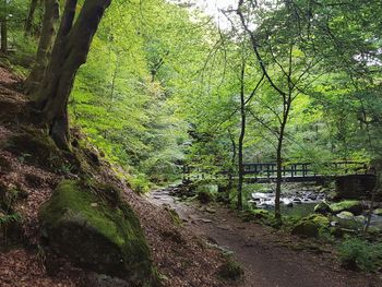 Scenic view of forest