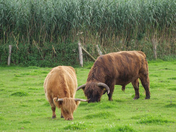 Mighty cows in westphalia