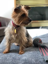 Close-up of dog sitting at home