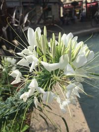 Close-up of white flowers blooming outdoors