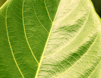 Macro shot of green leaf