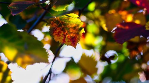 Close-up of autumnal leaves against blurred background