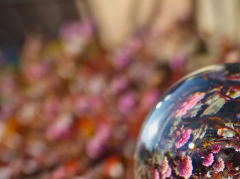 Close-up of shell on blurred background