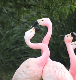 Close-up of flamingos