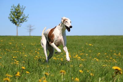 Dog running in field