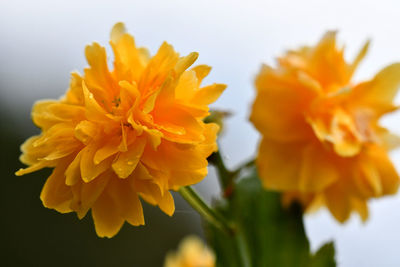 Close-up of marigold blooming outdoors