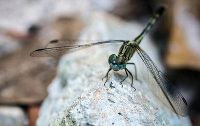 Close-up of damselfly on rock