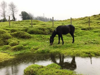 Horse grazing on field against sky