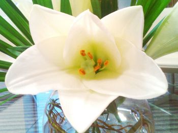 Close-up of white flowers