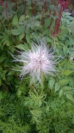 Close-up of dandelion on plant