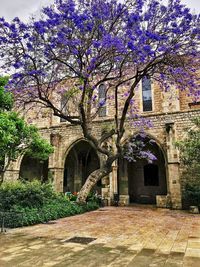 View of cherry tree by building