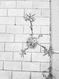 Close-up of bird on wall