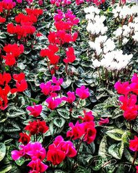 Close-up of pink flowers