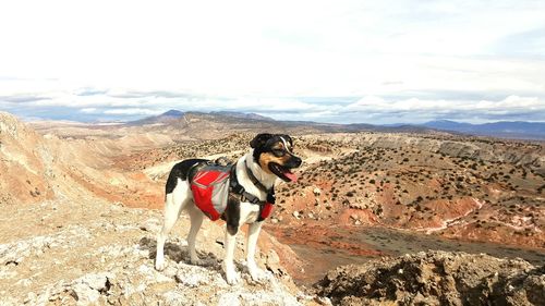 Full length of dog on mountain against sky