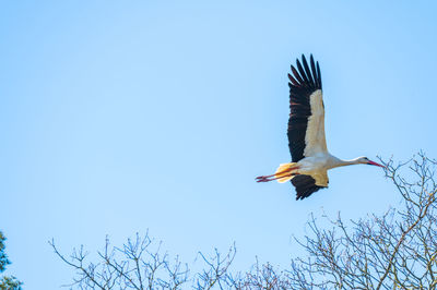 Low angle view of a bird flying