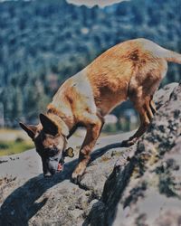 Dog standing on rock