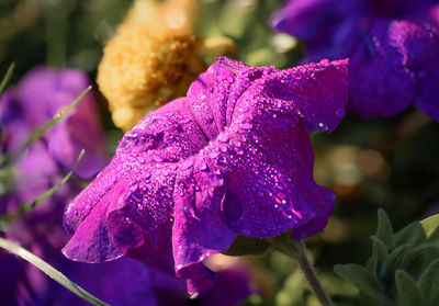 Close-up of purple flowering plant