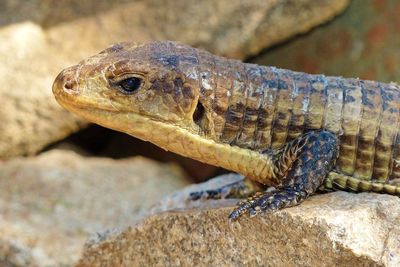Close-up of lizard on rock