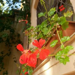 Close-up of red flowers