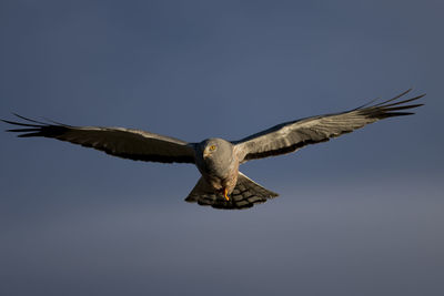 Low angle view of eagle flying in sky