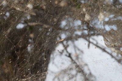 Defocused image of snow