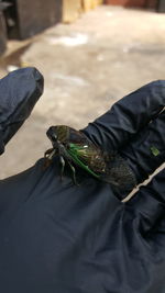 Cropped image of hand holding cicada