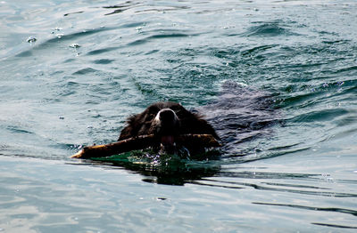 Dog swimming in sea