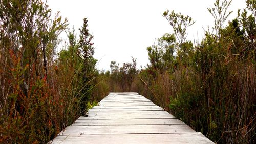 Boardwalk amidst trees against clear sky