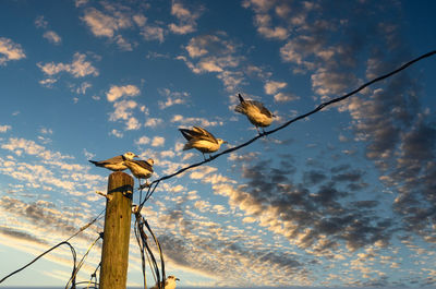 Low angle view of bird perching on plant against sky