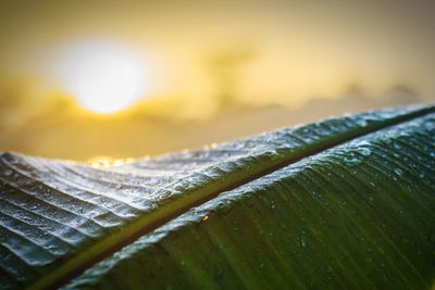 Close-up of wet plant