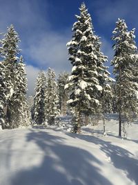 Snow covered trees